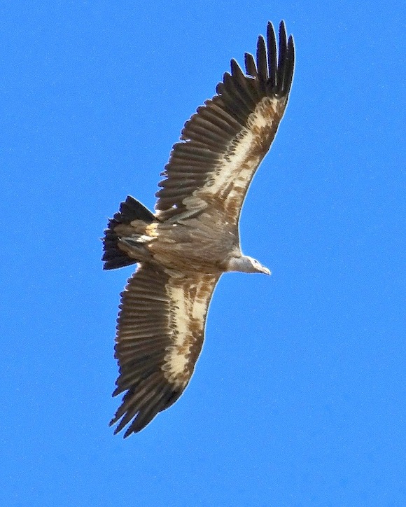 Griffon vulture